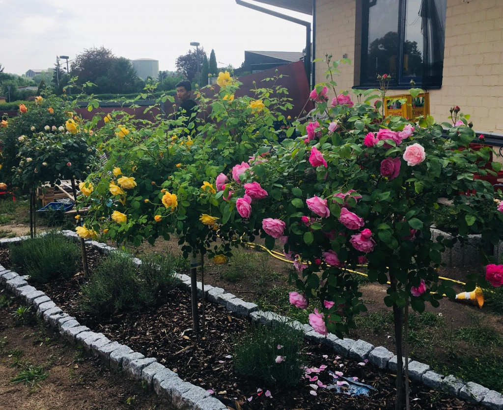 Khu vuon 700m2 dep tua xu so thien duong cua ba me 4 con-Hinh-2