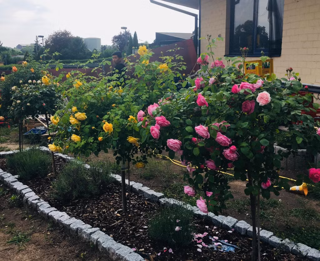 Khu vuon 700m2 dep tua xu so thien duong cua ba me 4 con-Hinh-2