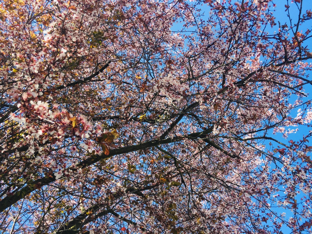 Khu vuon 700m2 dep tua xu so thien duong cua ba me 4 con-Hinh-6