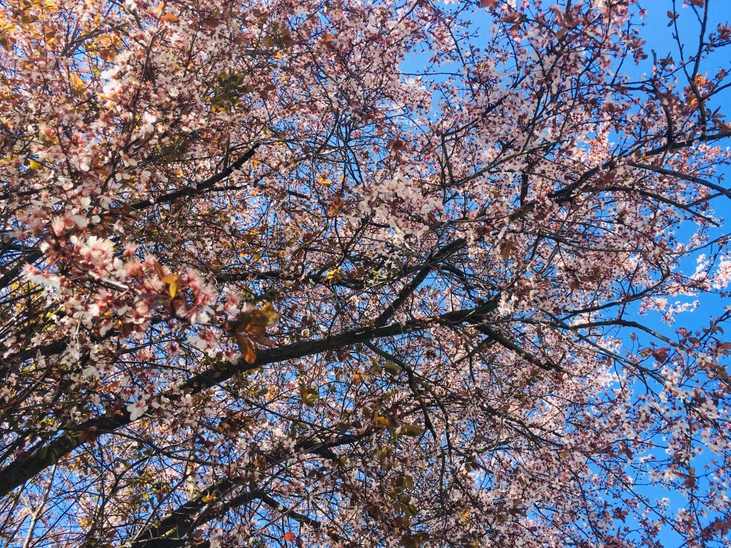 Khu vuon 700m2 dep tua xu so thien duong cua ba me 4 con-Hinh-6