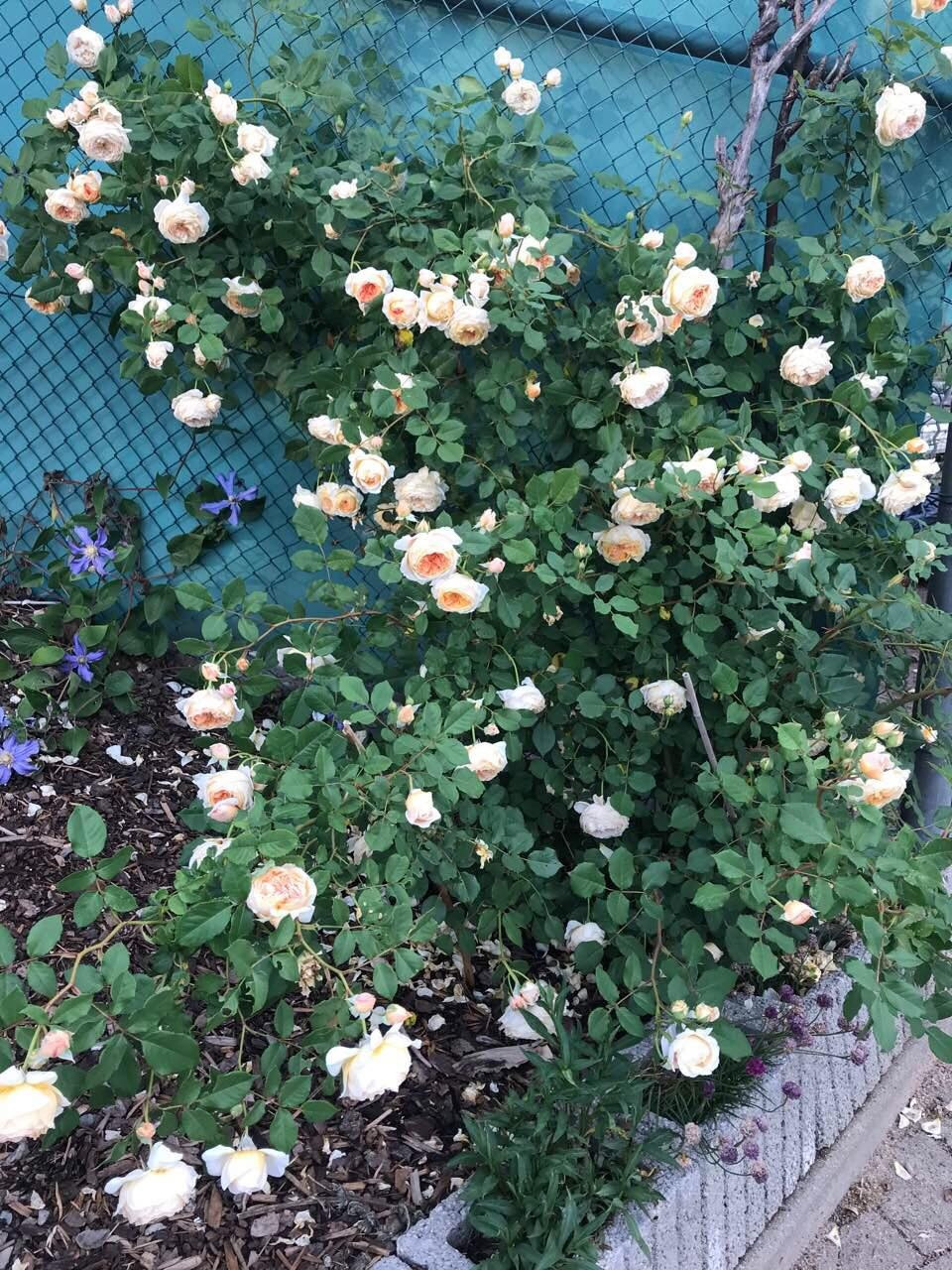 Khu vuon 700m2 dep tua xu so thien duong cua ba me 4 con-Hinh-5