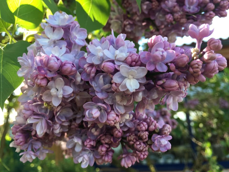 Khu vuon 700m2 dep tua xu so thien duong cua ba me 4 con-Hinh-7