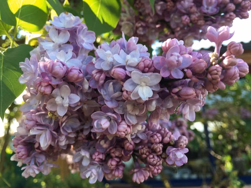 Khu vuon 700m2 dep tua xu so thien duong cua ba me 4 con-Hinh-7