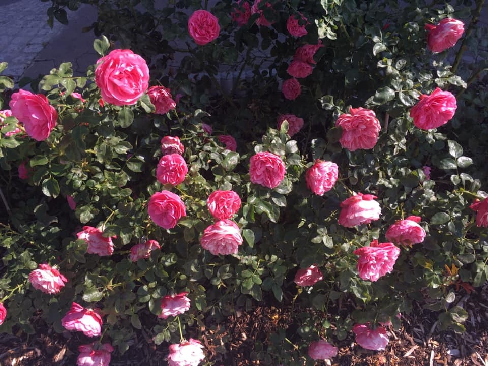 Khu vuon 700m2 dep tua xu so thien duong cua ba me 4 con-Hinh-3