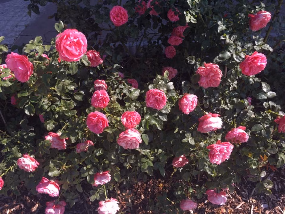 Khu vuon 700m2 dep tua xu so thien duong cua ba me 4 con-Hinh-3