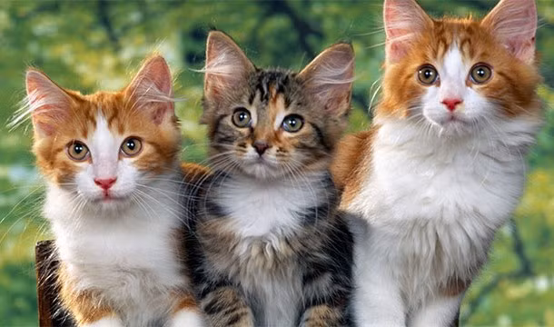 Ít ai có thể ngờ được rằng, nhà cầm quân lừng danh thế giới Napoleon rất sợ mèo.