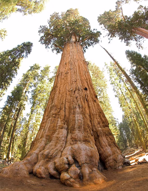 Tại Ấn Độ, phụ nữ sinh ra là Mangliks - sinh vào thời điểm khi sao Hỏa và sao Thổ có sự gặp gỡ giao thoa - được cho là bị nguyền rủa và sẽ gây nên cái chết của người chồng. Do đó, để giải trừ lời nguyền này, họ phải kết hôn với một cái cây đầu tiên. Sau đó, cái cây sẽ bị chặt và lời nguyền sát chồng được cho là hóa giải.