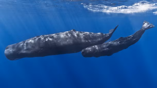 Tại Fiji, các chàng trai muốn xin bố vợ đồng ý hôn sự với cô gái mình muốn lấy làm vợ phải mang tặng bố vợ một chiếc răng cá voi. Do đó, chú rể tương lai thường mua chúng ở chợ đen để tặng bố vợ.