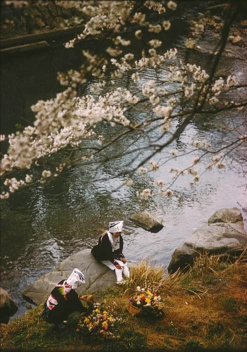 Hai thiếu nữ trẻ ngồi nghỉ phía dưới tán cây hoa anh đào nở rộ tuyệt đẹp.