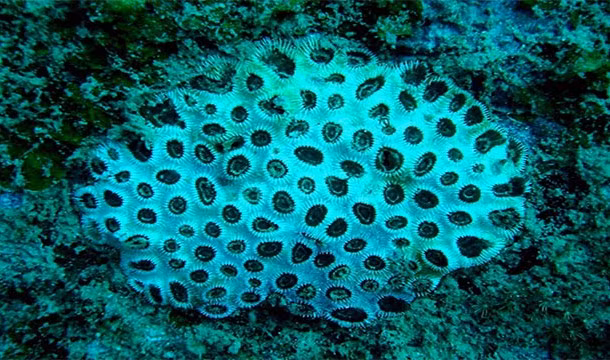 Tiểu bang Hawaii là nơi có san hô đen quý hiếm. Trang sức được chế tác từ loại san hô này vô cùng quý hiếm, giá của chúng lên đến hàng chục triệu đồng.