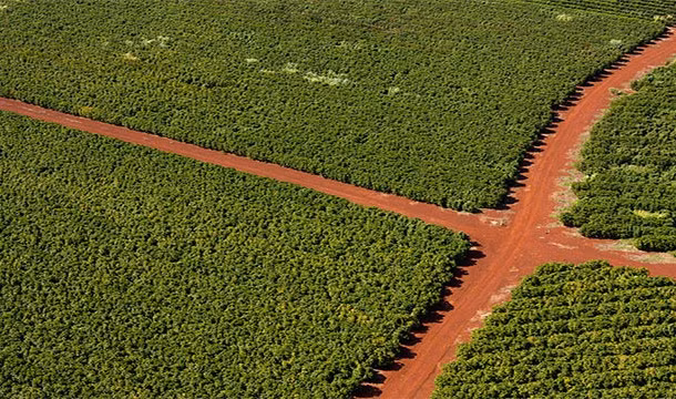 Hawaii là tiểu bang duy nhất của Mỹ trồng cà phê, ca cao và vanilla.
