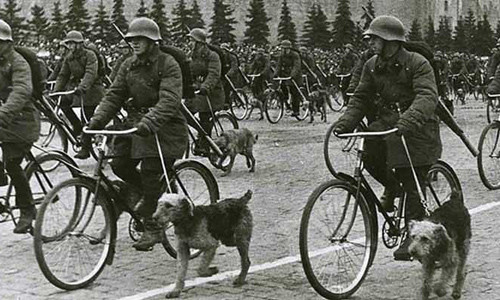 Chó chống xe tăng là phát minh vũ khí gây kinh ngạc của Liên Xô trong Chiến tranh thế giới 2. Trong nỗ lực đẩy lùi cuộc xâm lược của phát xít Đức, Liên Xô đã huấn luyện chó tìm kiếm thức ăn dưới gầm xe tăng của Đức. Mỗi con chó được cài bom trên lưng ra chiến trường. Theo tài liệu của Liên Xô, khoảng 300 xe tăng của phát xít Đức bị tiêu diệt nhờ vũ khí quái dị này. Vũ khí chó chống xe tăng được sử dụng đến năm 1996.