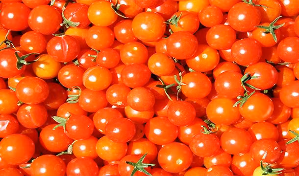 Người Trung cổ có quan điểm sai lầm, cho rằng cà chua là loại thực phẩm độc hại. Do đó, cà chua bị cấm nhập khẩu vào châu Âu cho đến thế kỷ 16.