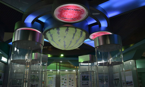 Bảo tàng dưa hấu Trung Quốc nằm ở Bắc Kinh, Trung Quốc. Đây là bảo tàng dưa hấu độc nhất vô nhị trên thế giới và có thiết kế tòa nhà giống loại trái cây này.