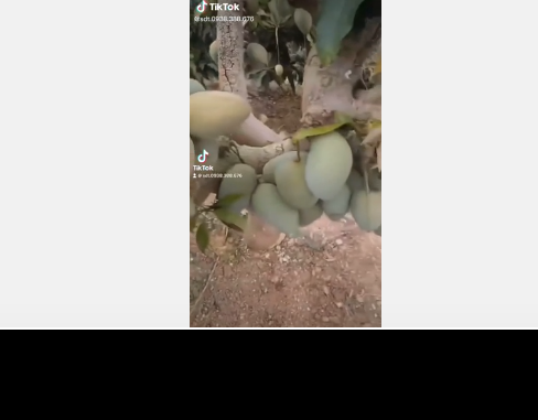 Một anh chàng mới đây chia sẻ trên MXH cho biết mình trồng một cây xoài, chăm chút một cách cẩn thận thì không ra quả, tới khi chặt đi thì cây bắt đầu ra trĩu cành.