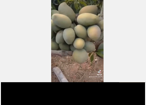 Dù đã bị chặt cụt hết cành, nhưng bằng sức sống kỳ diệu nào đó, cây xoài mọc dị này vẫn ra quả chi chít trĩu cả thân cây.