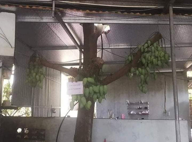Trước đó trên MXH từng xuất hiện cây xoài tương tự, bị chặt cành và mọc dưới mái tôn nhưng vẫn ra quả chi chít.