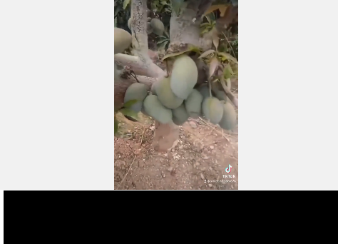 Điều này khiến nhiều dân mạng vô cùng trầm trồ. Có người còn cho rằng đây là giống xoài đột biến và định giá cao.