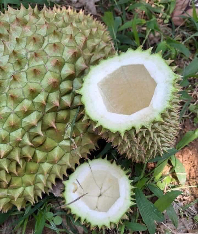 Không ít netizen bình luận cho rằng đây là “sầu điếc” hay “sầu đực” - tức là trái sầu riêng biến dạng, không có múi hay hạt ở bên trong, thậm chí ruột còn có thể rỗng.