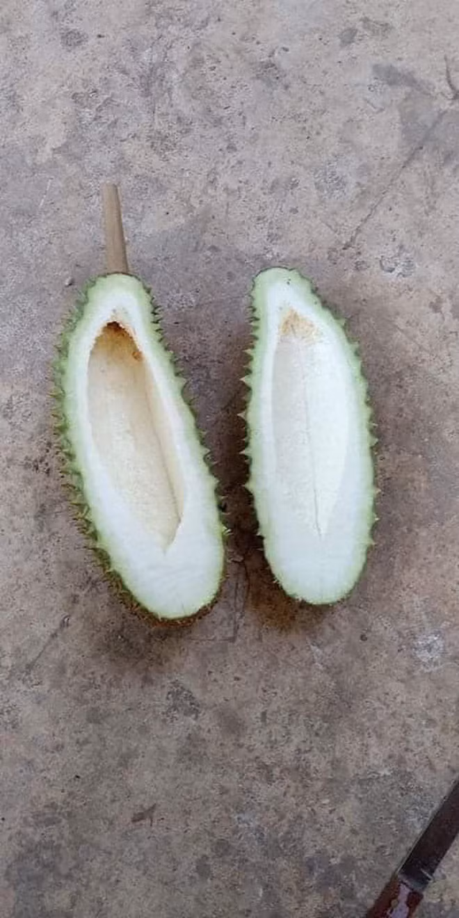 Cư dân mạng vô cùng sững sờ vì đúng là quả sầu riêng này không hạt thật, nhưng kèm với đó còn không có múi luôn.