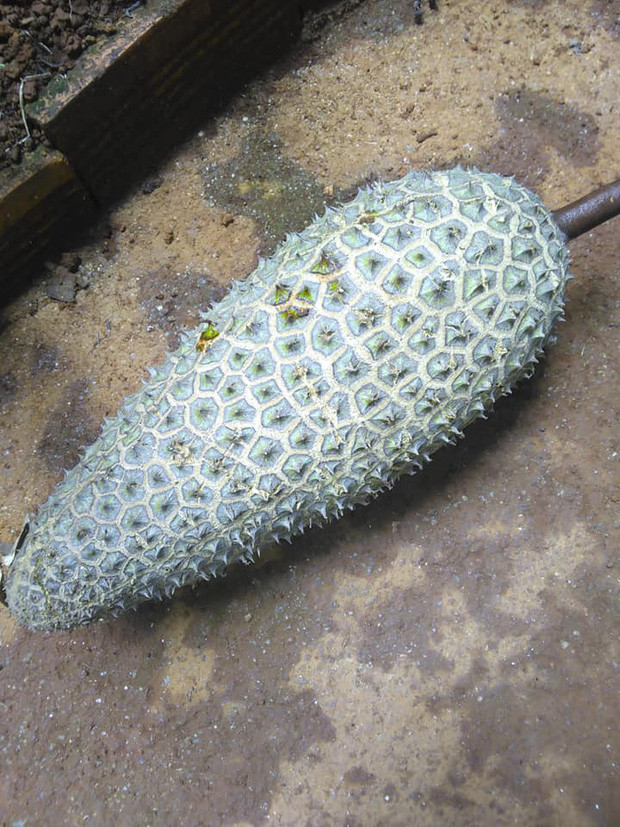 Hình dáng quả, các gai của quả sầu riêng này không hề giống sầu riêng bình thường chút nào.