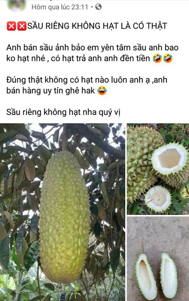 Một “người anh em” từng xuất hiện trước đây của trái sầu riêng, dù bên ngoài có vẻ bình thường nhưng khi bổ ra lại chẳng có gì bên trong.