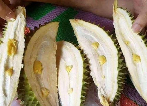 Không chỉ vậy, có trường hợp quả sầu riêng sau khi lật từng miếng vỏ và bên trong chỉ toàn múi lép như hạt đỗ khiến ai cũng sững người. Ảnh: Tổng hợp