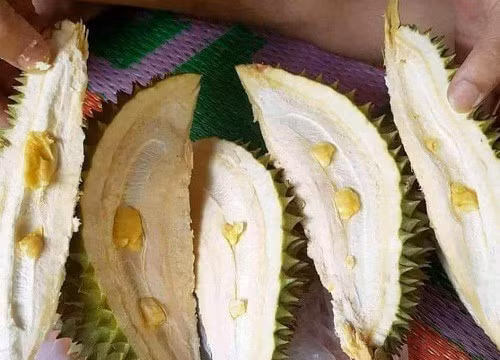 Không chỉ vậy, có trường hợp quả sầu riêng sau khi lật từng miếng vỏ và bên trong chỉ toàn múi lép như hạt đỗ khiến ai cũng sững người. Ảnh: Tổng hợp