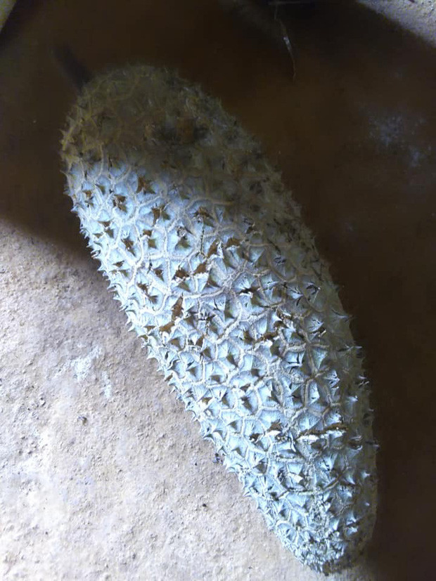 Ví dụ như trường hợp mới đây, cô gái này suýt nhầm nó là trái sake nhưng lại là sầu riêng mọc từ cây nhà 100%.