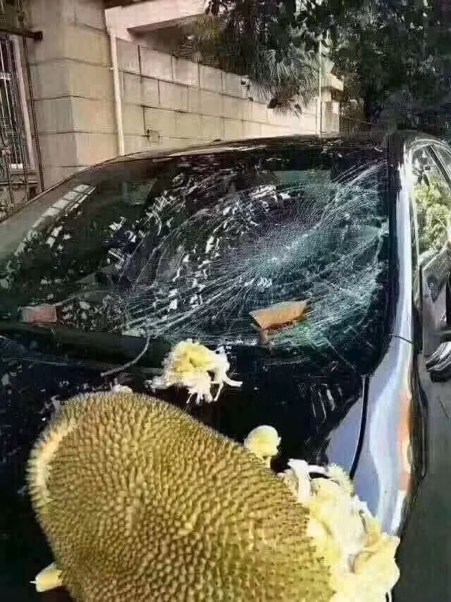 Hình ảnh quả mít chín cây bị rơi xuống vỡ nát, một bên là cửa kính xe ô tô bị quả mít tác động lực khiến nó bể tan tành.