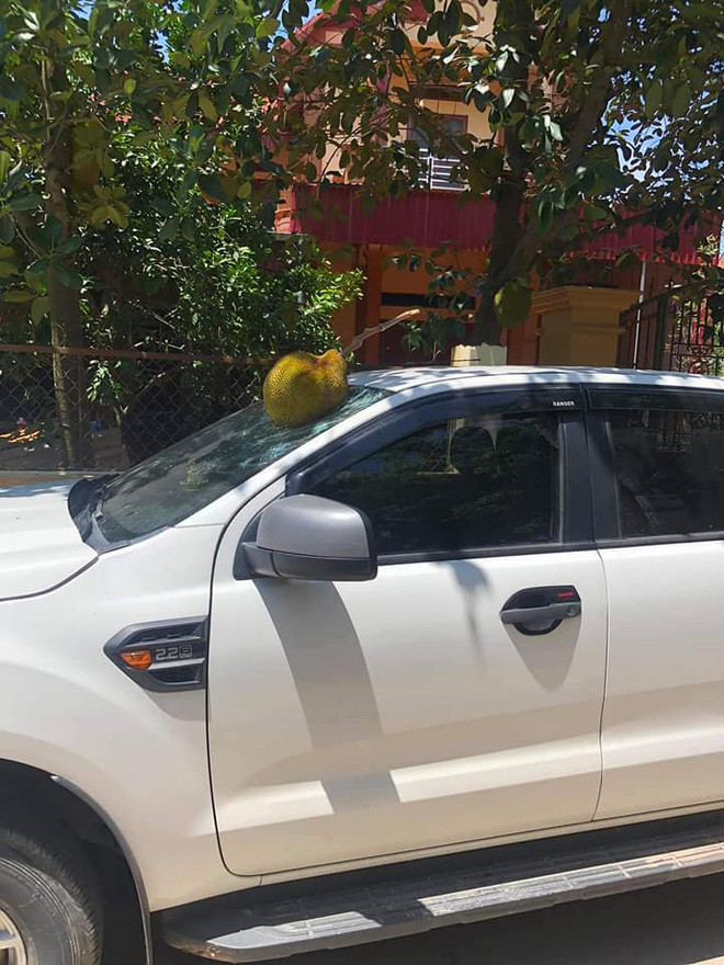 Hình ảnh về cây mít "phản chủ" này được chia sẻ lên mạng xã hội, nhiều người đã để lại những bình luận hài hước, đồng cảm cho chủ xế khi gặp tình huống trớ trêu như thế này.