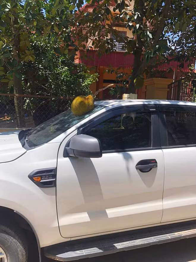 Hình ảnh về cây mít "phản chủ" này được chia sẻ lên mạng xã hội, nhiều người đã để lại những bình luận hài hước, đồng cảm cho chủ xế khi gặp tình huống trớ trêu như thế này.