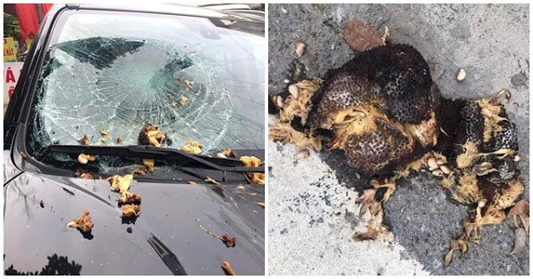 Với món đồ đắt đỏ như ô tô bị hư hại thì chủ xe phải tá hỏa tìm người quy trách nhiệm và trong trường hợp này đó có lẽ chính là chủ cây mít.