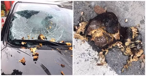 Với món đồ đắt đỏ như ô tô bị hư hại thì chủ xe phải tá hỏa tìm người quy trách nhiệm và trong trường hợp này đó có lẽ chính là chủ cây mít.