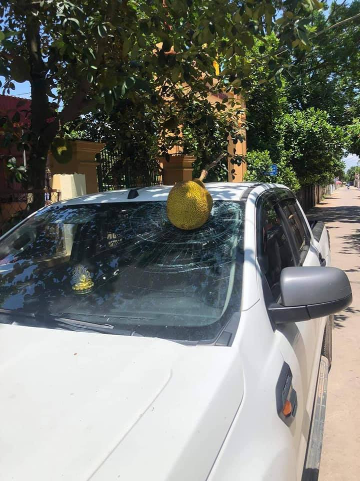 Đã có không ít trường hợp nhận về loạt "tai bay vạ gió" với những loài cây "phản chủ" bất ngờ, khiến nhiều chủ xe khóc ròng và nhận về cái kết... mất tiền.