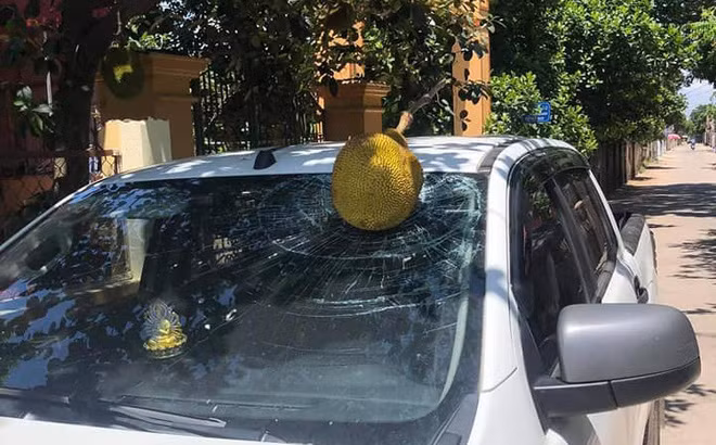 "Bác chủ xe trước khi đỗ phải nhìn kĩ chứ. Thấy mít phải hái ngay chứ ai lại để nó rụng thế này", "Bắt đền cây mít, bốc gốc mang cây về nhà trồng", "Chúc mừng bác chủ xe đã trúng thưởng 1 quả mít",...là những bình luận hài hước của cư dân mạng.