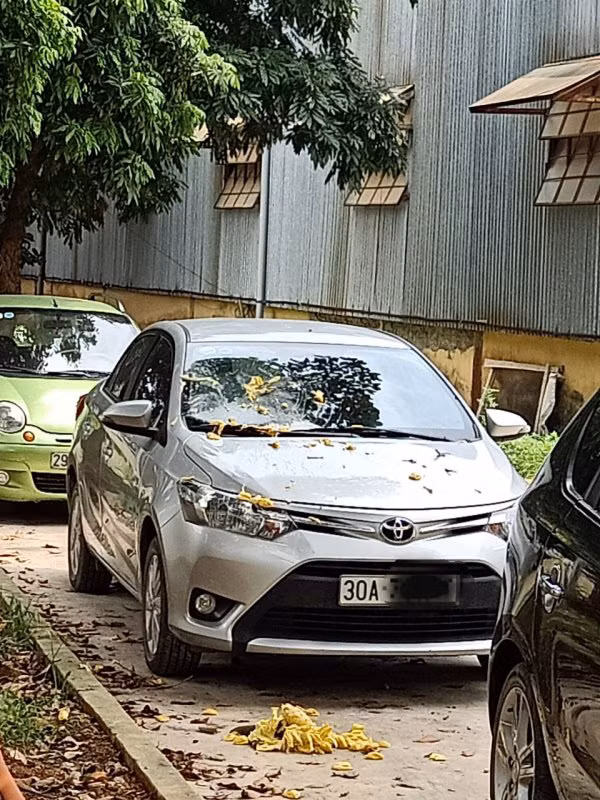 Vào mùa mít chín cây, chủ xế hộp luôn phải đau đầu tìm cách đỗ xe để tránh tai bay vạ gió.