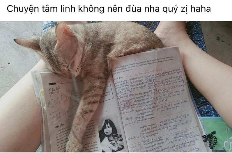 Chú mèo này không biết vô tình hay hữu ý mà khi ngủ lại chỉ thẳng chân vào bài Sóng của Xuân Quỳnh.