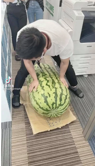 Trong đoạn clip cho thấy quả dưa hấu có kích thước lớn, nó nặng tới nỗi nam thanh niên phải khom lưng bê, nhưng có cố gắng thế nào cũng không thể nhấc lên nổi.