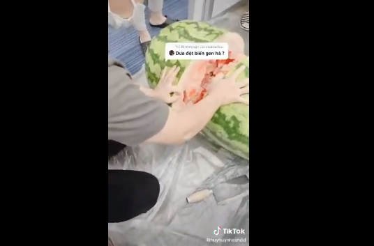 Tuy nhiên, sau khi bổ dưa hấu phần ruột bên trong của nó lại khiến những người có mặt thất vọng, bởi nó có màu không đỏ tươi ngon mắt, mà nhợt nhạt.