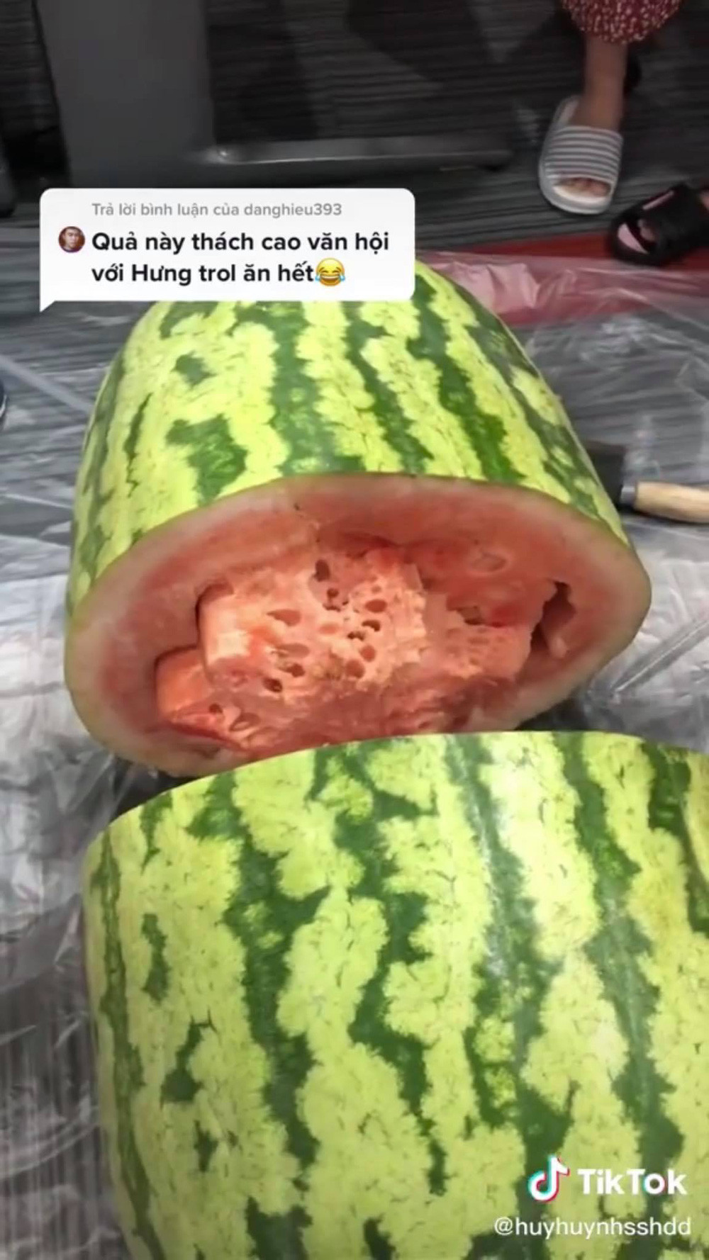Chủ nhân đoạn clip tiết lộ rằng hương vị "cũng bình thường", nhưng khi xay sinh tố thì vẫn chấp nhận được. Tuy chất lượng không tốt thế nhưng quả dưa hấu khổng lồ vẫn được netizen trầm trồ, sửng sốt, khẳng định chưa bao giờ nhìn thấy quả dưa nào to đến vậy.