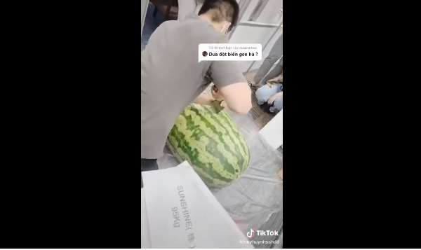 Qủa dưa hấu này sau đó được một thanh niên đem ra bổ thử, cư dân mạng ai cũng háo hức chờ đợi phần ruột bên trong của loại quả được cho đột biến này.