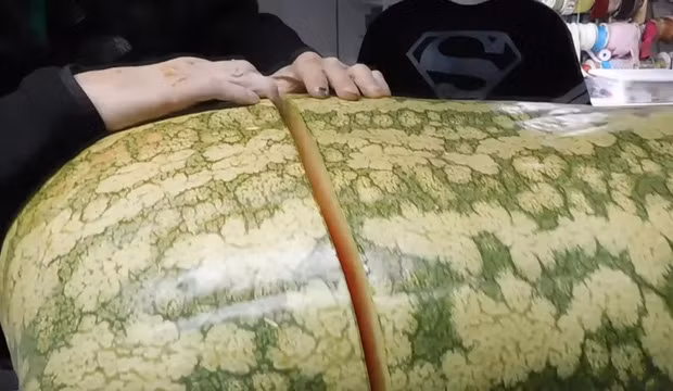 Vì nặng tới cả trăm ký nên người đàn ông này đã phải rất chật vật mới xẻ quả dưa hấu ra được.