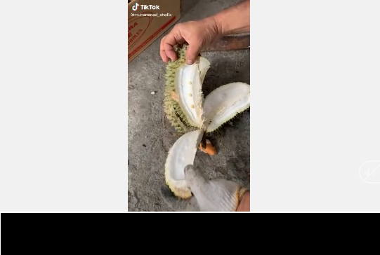 Mặc dù quả sầu riêng này khá to, thế nhưng khi tách từng múi ra, chàng thanh niên này vẫn "chết lặng" khiến cư dân mạng vừa buồn cười vừa thương.