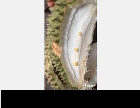 Bởi lẽ, những múi bên trong có kích thước bé tí, xếp hàng đều đặn trong từng khe.