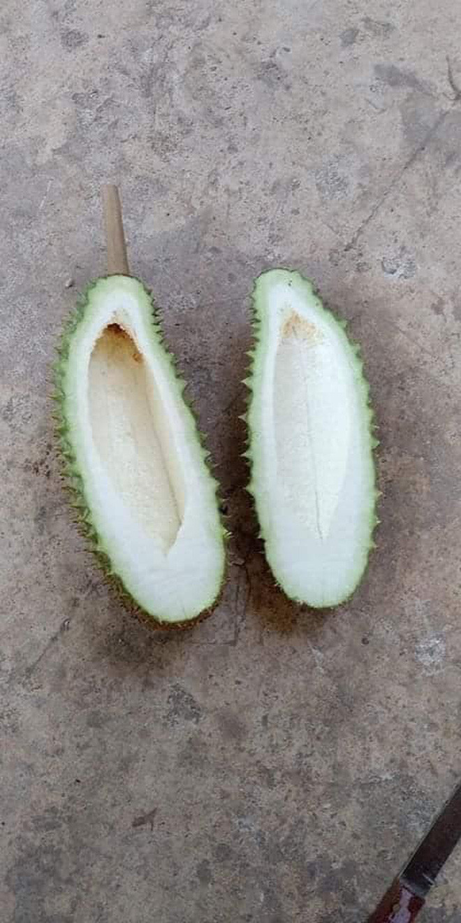 Thậm chí có những quả sầu riêng bổ ra không hề có một múi nào, thậm chí là rỗng luôn ruột.