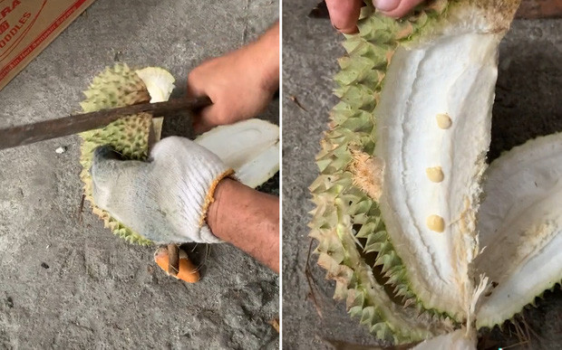 Đúng là một tình huống dở khóc dở cười với quả sầu riêng này. Ngoài ra đây là một bài học dành cho những tín đồ sầu riêng khi chọn mua ở ngoài đỡ tránh tiền mất tật mang.