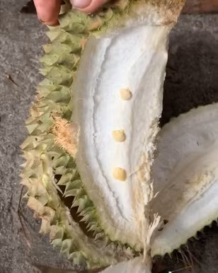 Dưới đoạn clip, netizen đã để lại nhiều bình luận hài hước về quả sầu riêng "đột biến" này: "Đúng hình 3 chấm luôn kìa", "Được tận 3 múi còn gì", "Còn 200 ngàn cuối tháng ráng mua trái sầu riêng ăn cho thoả mãn. Khui ra như vậy chắc lên máu não luôn",...