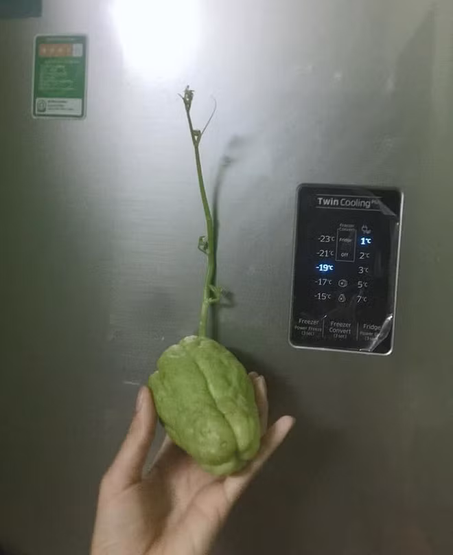 Su su cũng bắt đầu "đơm hoa kết trái" sau khoảng thời gian tích trữ.