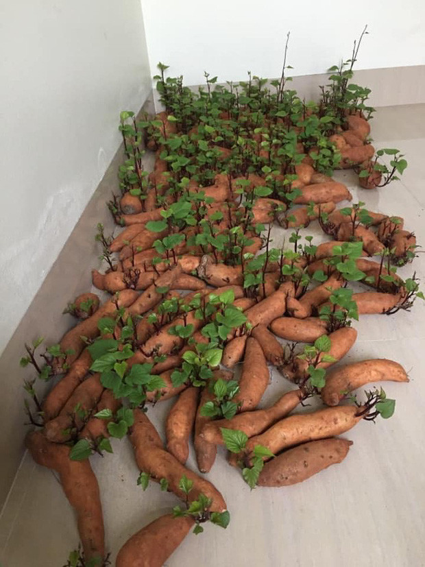 Bao nhiêu củ thì bấy nhiêu mọc mầm, thậm chí có ngọn vươn cao lá còn xanh mướt. Chia sẻ hình ảnh lên MXH, thanh niên còn đăng tải thêm dòng status "Thành quả sau gần 1 tháng cách ly xã hội. Cuối tuần lại có món rau xào tỏi bao ngon. Cây nhà lá vườn chui lên từ gầm giường".